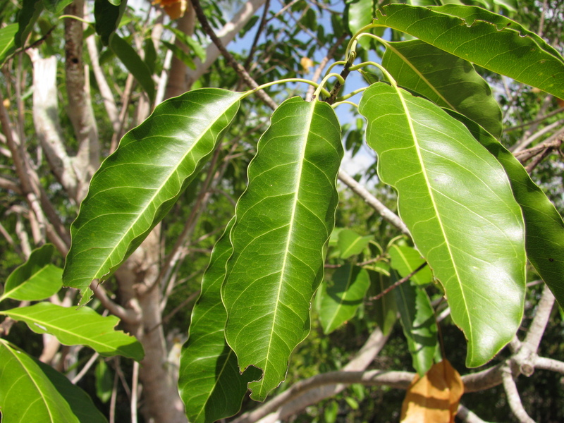 کُندُر کاذب